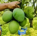 Mangowala